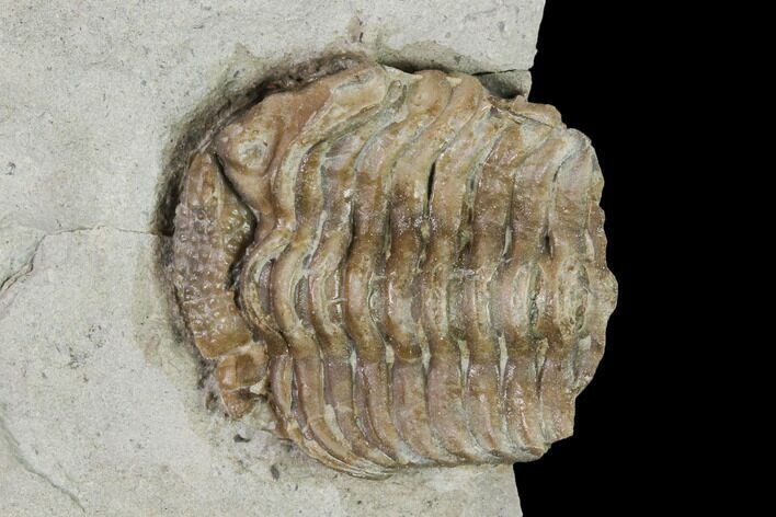 Eldredgeops Norwoodensis Trilobite Fossil - Johnson County, Iowa #149015